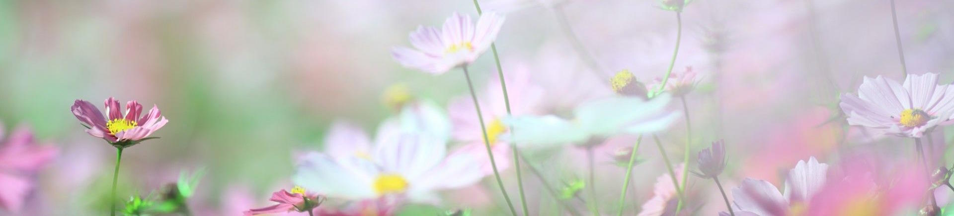 Geboortereis.nl - caseload verloskundige